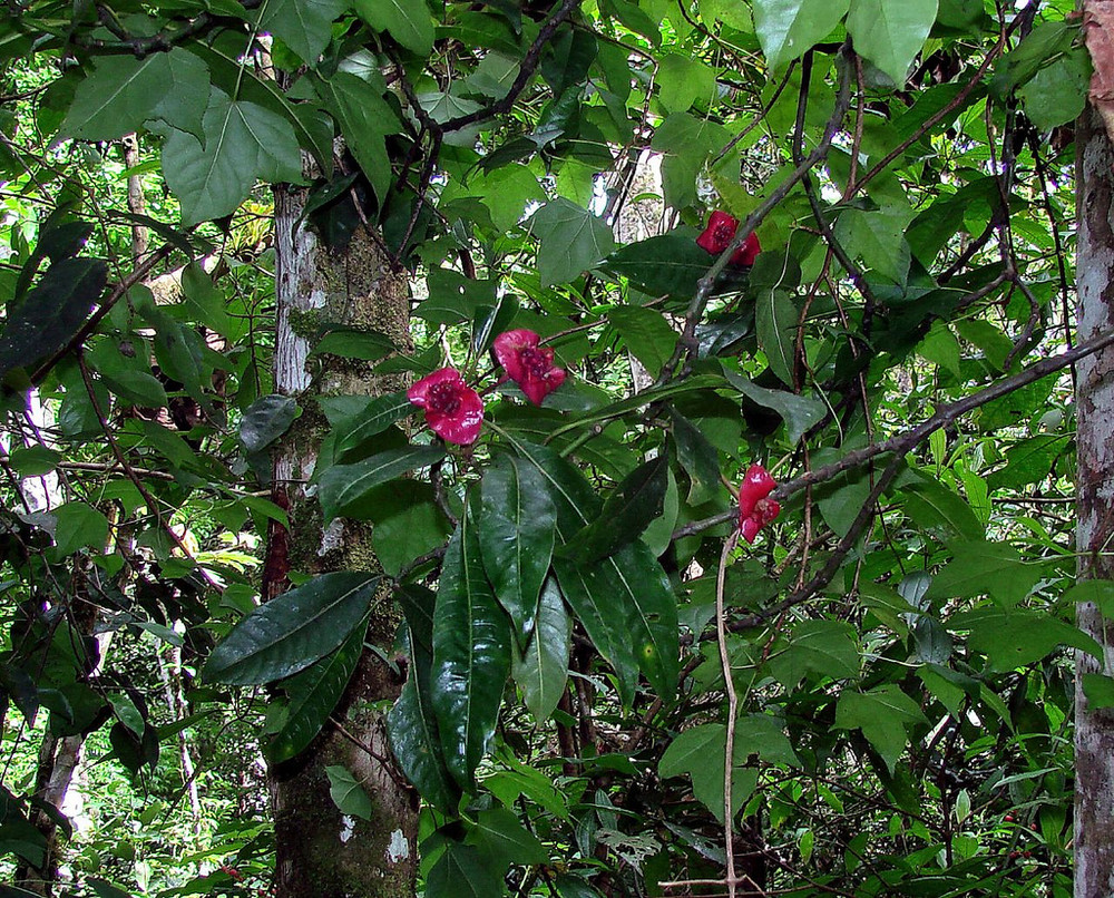 Psychotria elata deals