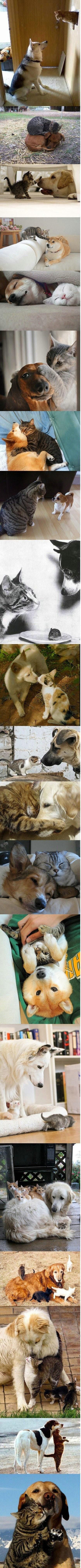 Куче и коте